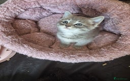 Norwegian Forest Cat cats for sale: Norwegian forest mixed tabby - Image 12
