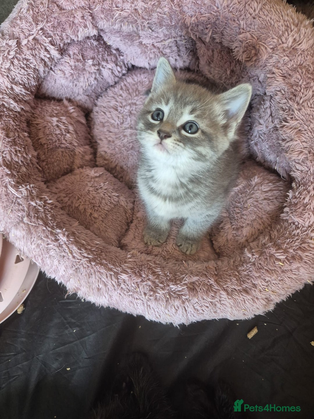 Norwegian Forest Cat cats for sale: Norwegian forest mixed tabby - Image 12