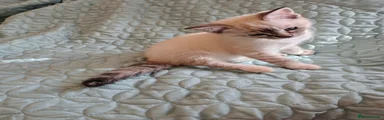 Mixed Breed 1