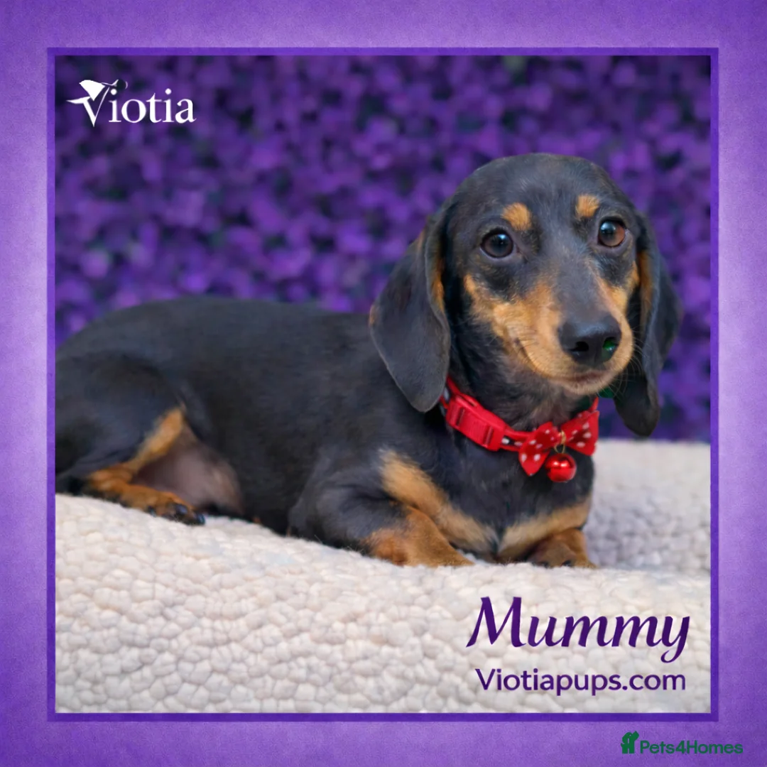 Miniature Dachshund dogs for sale: Mini Dachshund Boy – Mario - Family Raised - Advert 2