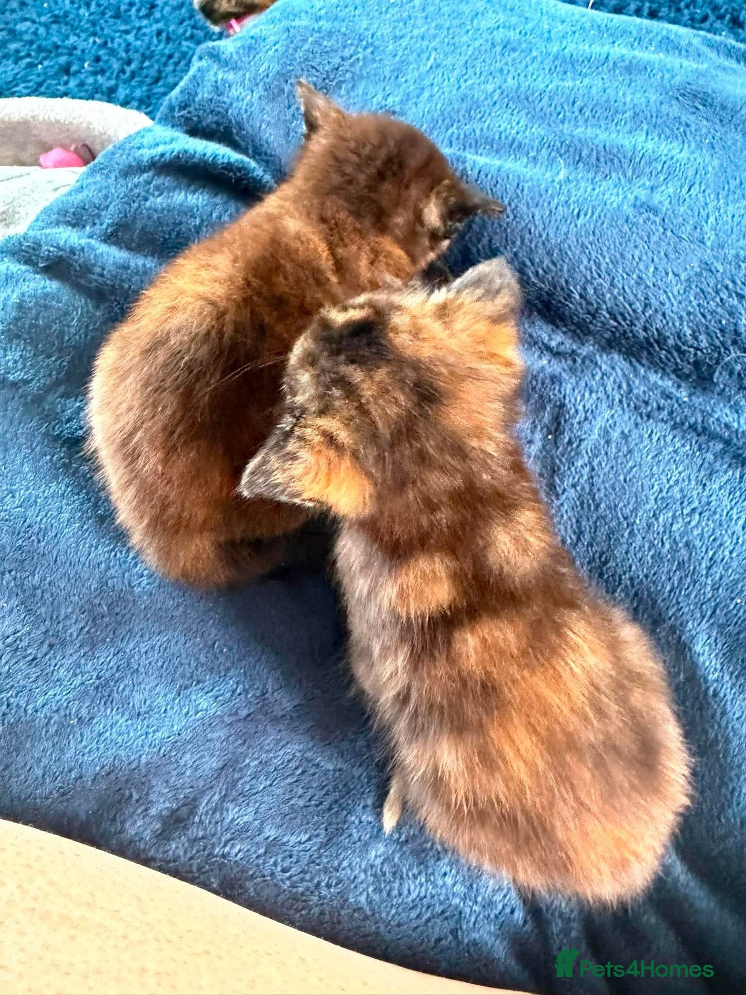 Mixed Breed cats 2 x Tricolour Female Kittens - Advert 7