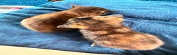 Mixed Breed cats for sale: 2 x Tricolour Female Kittens - Advert 1