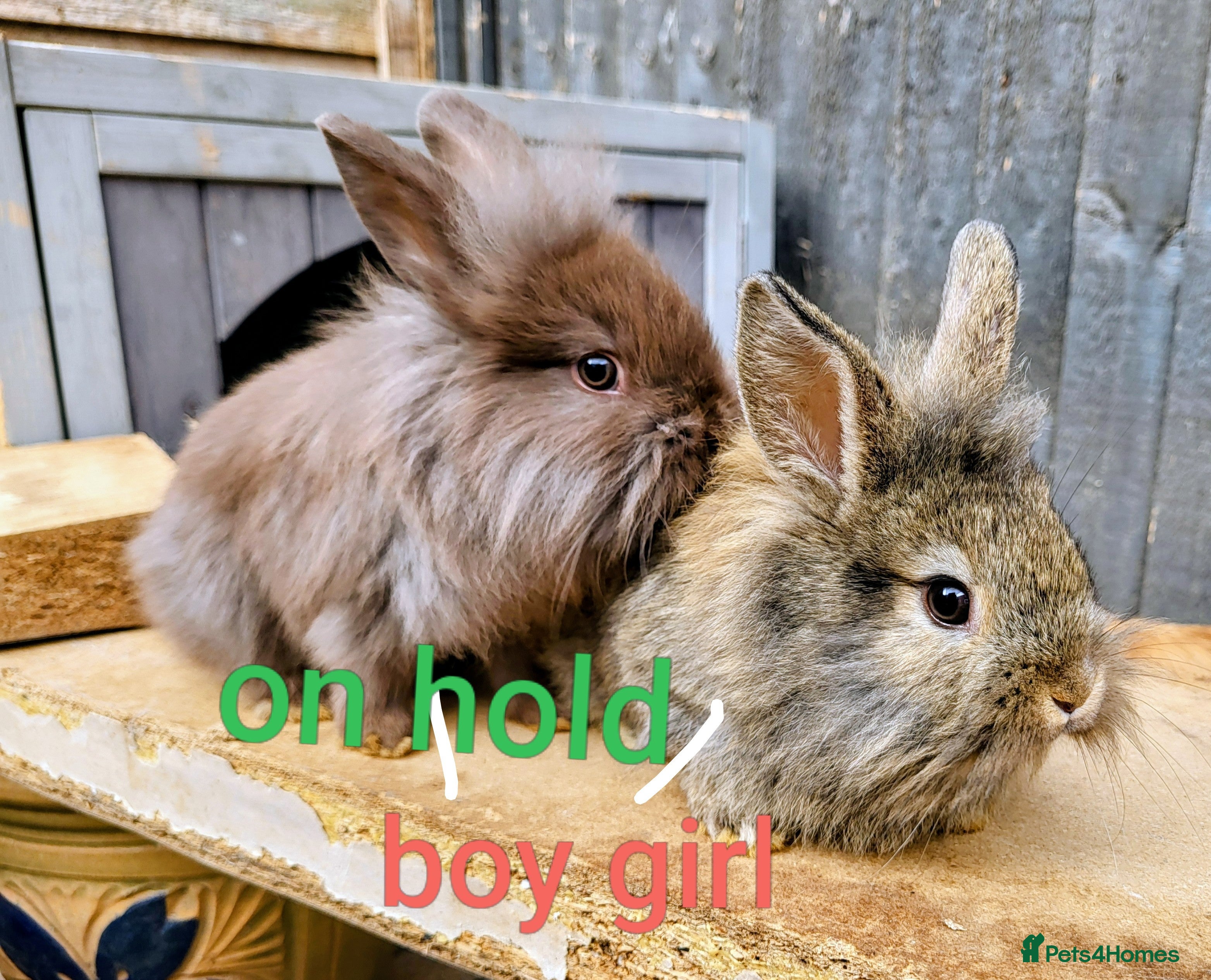 Mini Lop rabbits Mini lionlop   - Advert 17