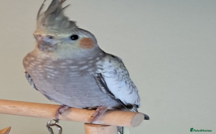 Cockatiels birds - Advert 1