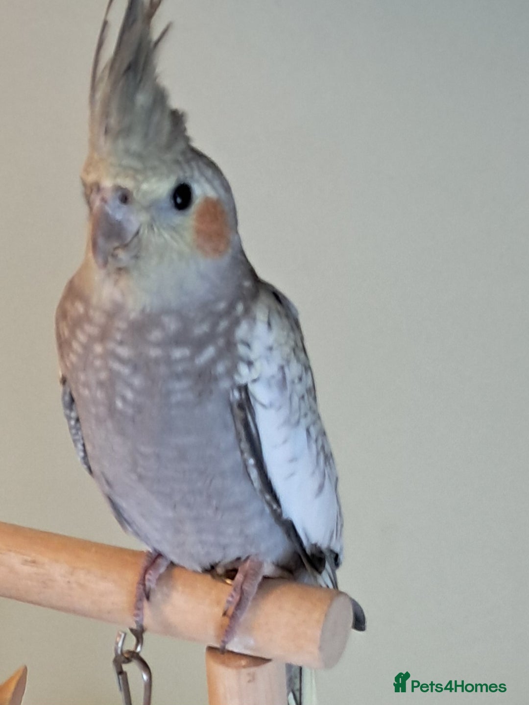Cockatiels birds for sale: Hand reared baby cocktails very tame and ready  - Image 1