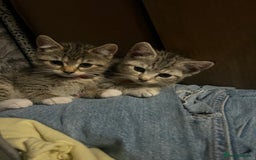 Mixed Breed cats for sale: Kittens  - Image 13