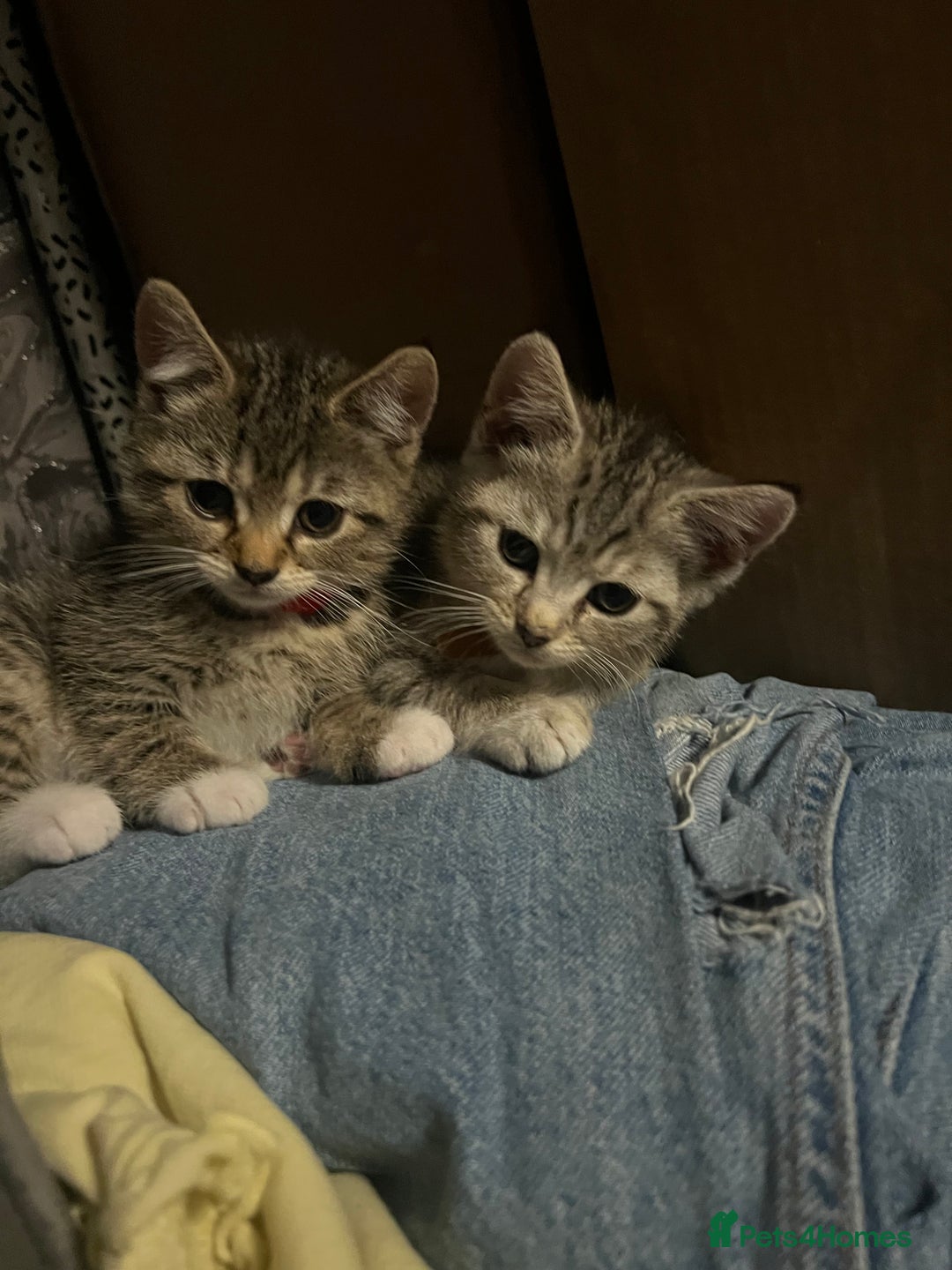 Mixed Breed cats for sale: Kittens  - Image 13