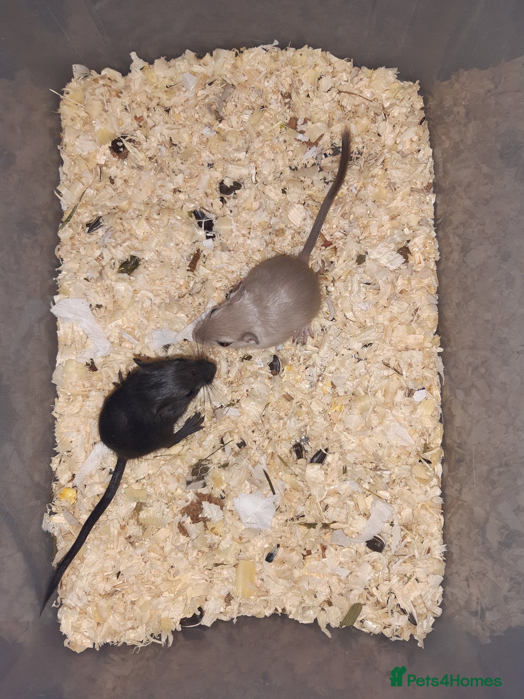 Gerbil rodents for sale: Super friendly gerbils from hobby breeder  - Advert 1
