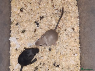 Gerbil rodents Super friendly gerbils from hobby breeder - Advert 1