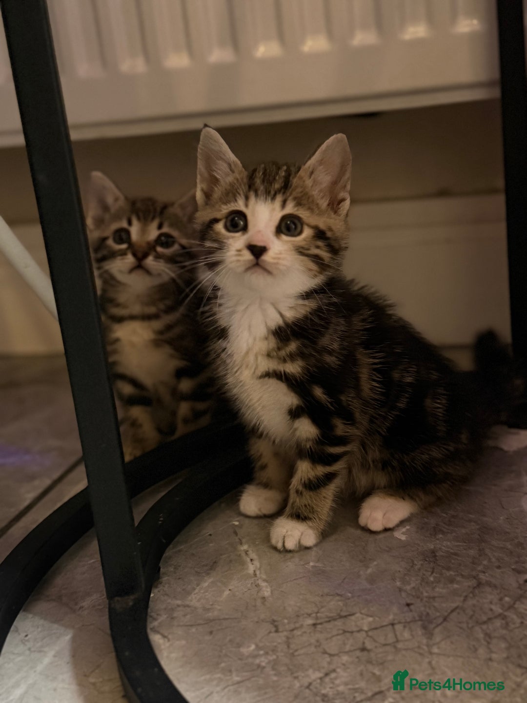 Bengal cats for sale: Adorable kittens for loving homes - Advert 14