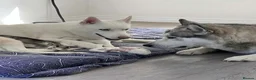 Utonagan dogs for sale: Malamute/Siberian Husky puppies in Swindon - Advert 30