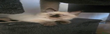 Ragdoll Kitten 1