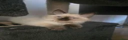 Ragdoll cats for sale: Ragamese ragdoll Siamese kittens  - Advert 2