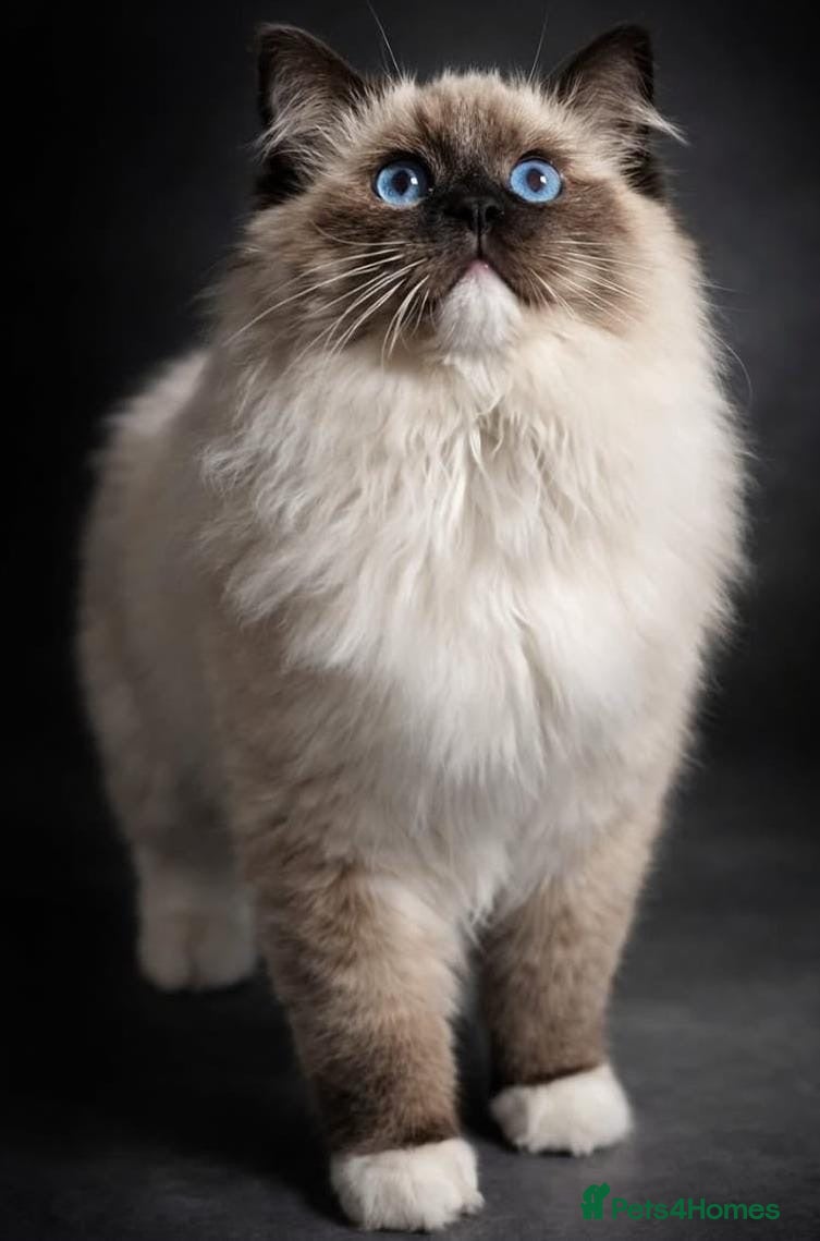 Ragdoll cats Majestic boy ❤️ - Advert 14