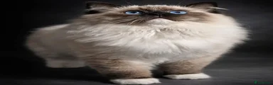 Zues
