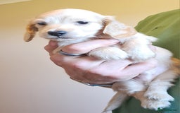 Miniature Dachshund dogs for sale: KC Mini Long Haired Dachshunds *reduced* - Image 5