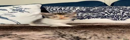 British Shorthair cats for sale: Beautiful British shorthair kittens - Advert 9