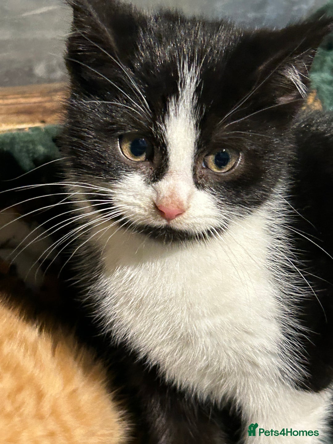 Mixed Breed cats for sale: Beautiful Healthy Kittens Ready now  - Advert 15