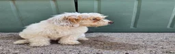 Cockapoo dogs for sale: F1 cockapoo puppies  - Advert 6