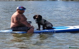 Cocker Spaniel dogs for sale: Two adult spaniels - Image 8