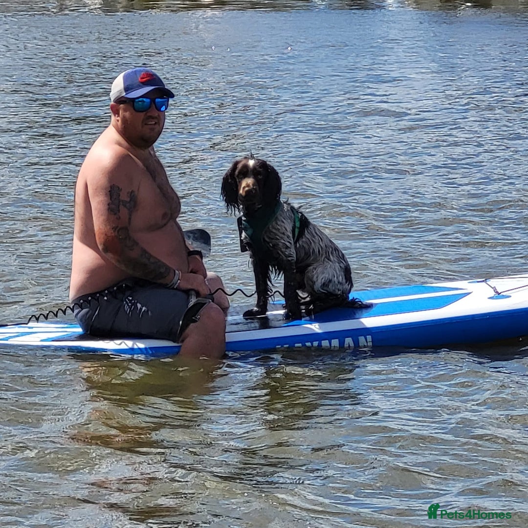 Cocker Spaniel dogs for sale: Two adult spaniels - Image 8