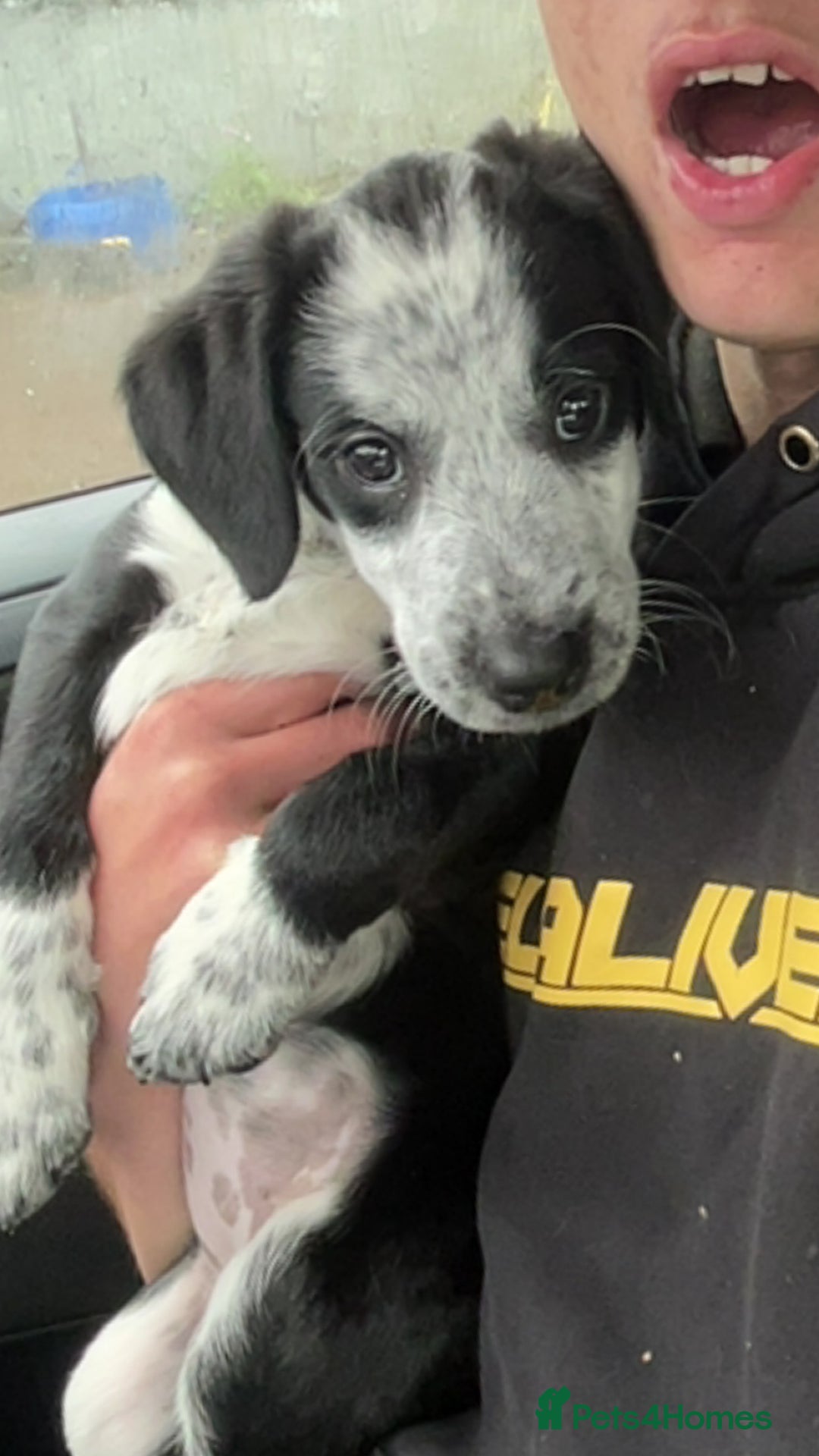 Mixed Breed dogs for sale: Gorgeous 6 month old sprollie puppy.  - Advert 11