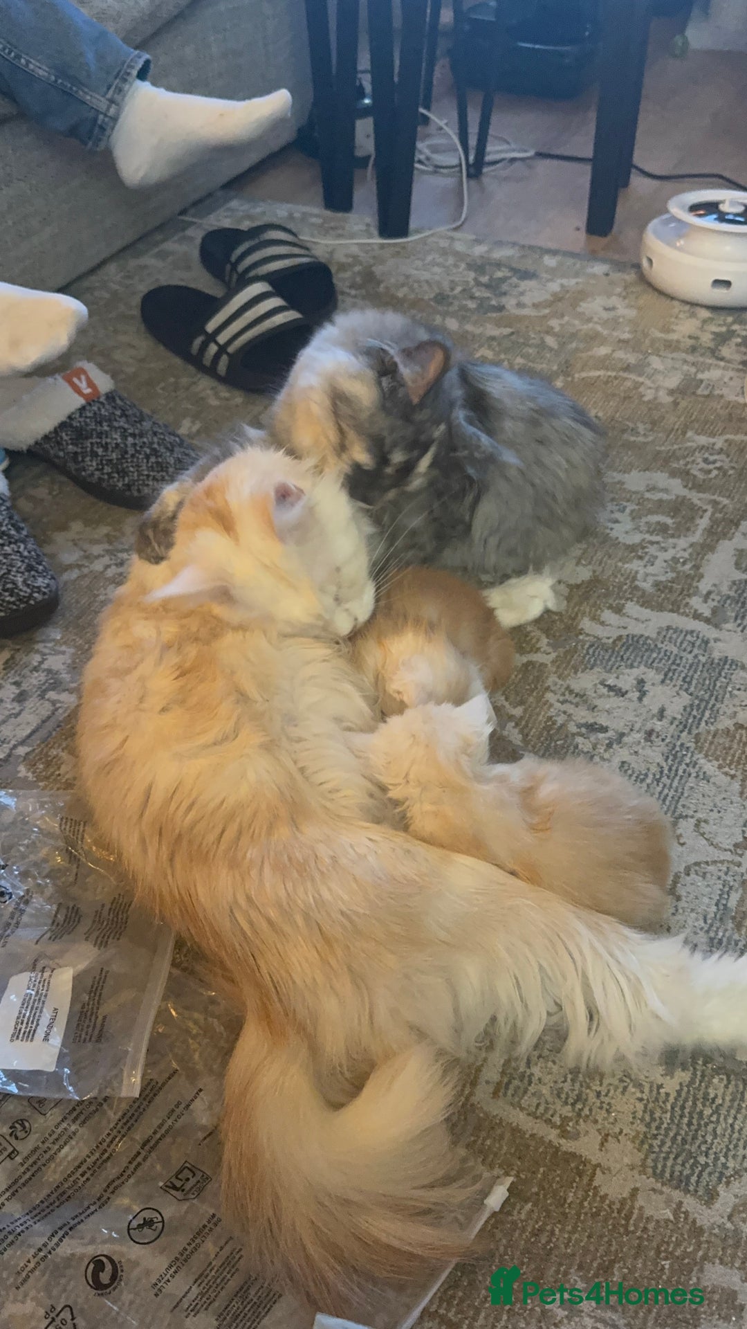 Maine Coon cats for sale: Beautiful rare colour pedigree Maine Coon kittens - Image 13