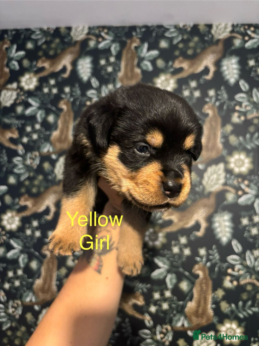Rottweiler dogs for sale: Rottweiler puppies - Image 13