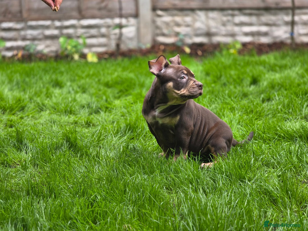 American Bully dogs for sale: 3 Stunning Correct Female Pocket Bullies  - Image 4