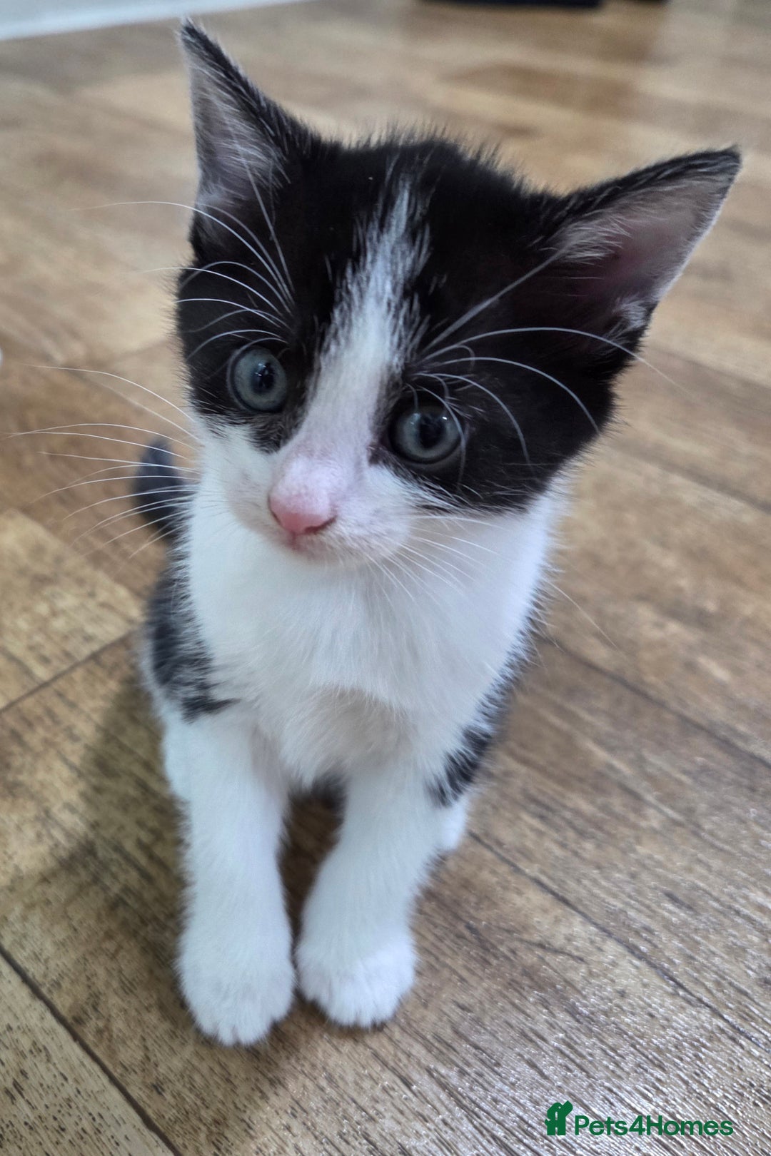 Mixed Breed cats for sale: Mixed breed kittens - Advert 19