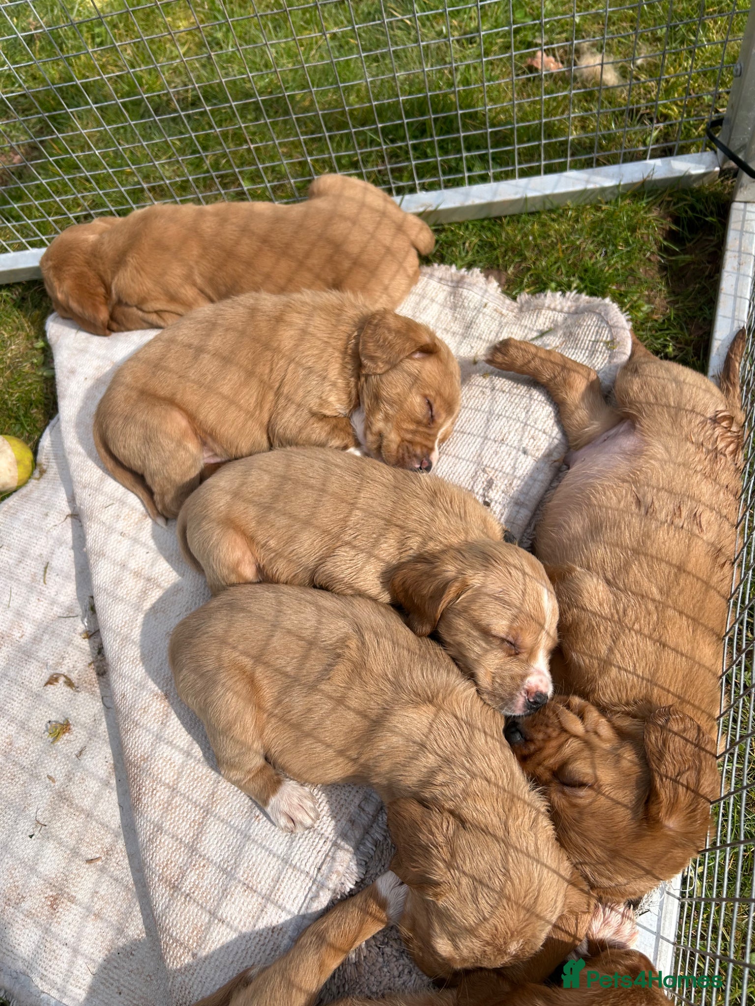 Cockerdor dogs Cockerdor  Puppies - Advert 2