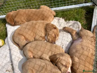 Cockerdor dogs Cockerdor Puppies - Advert 1