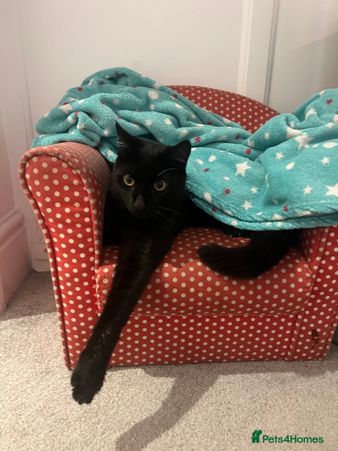 Bombay cats for sale: Loving, playful black kitten - Image 3