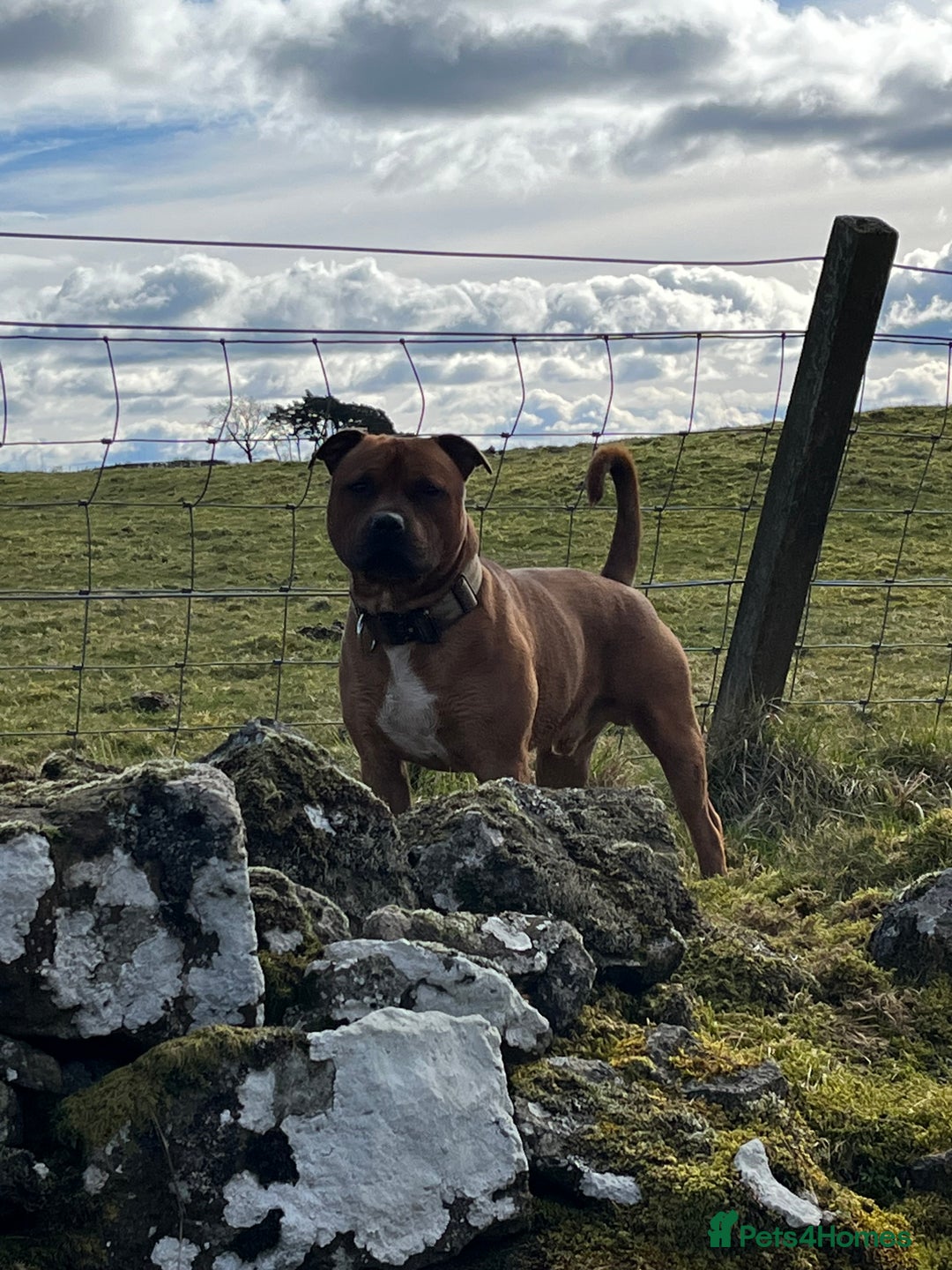 Staffordshire Bull Terrier dogs for stud: 🐕Stud Dog Available Red Staffordshire BullTerrier - Advert 6