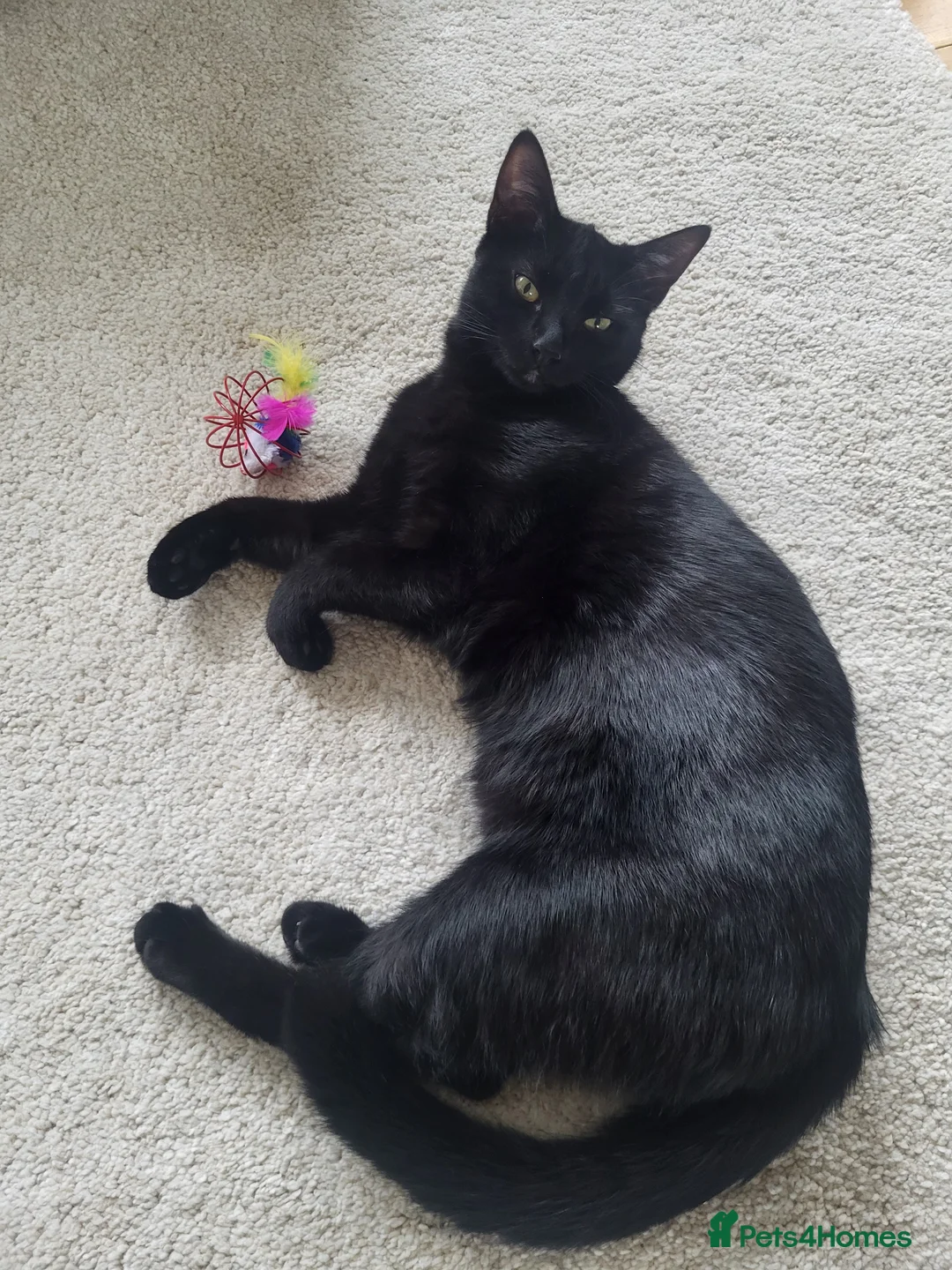 Mixed Breed cats for sale: Brother and sister - Advert 3