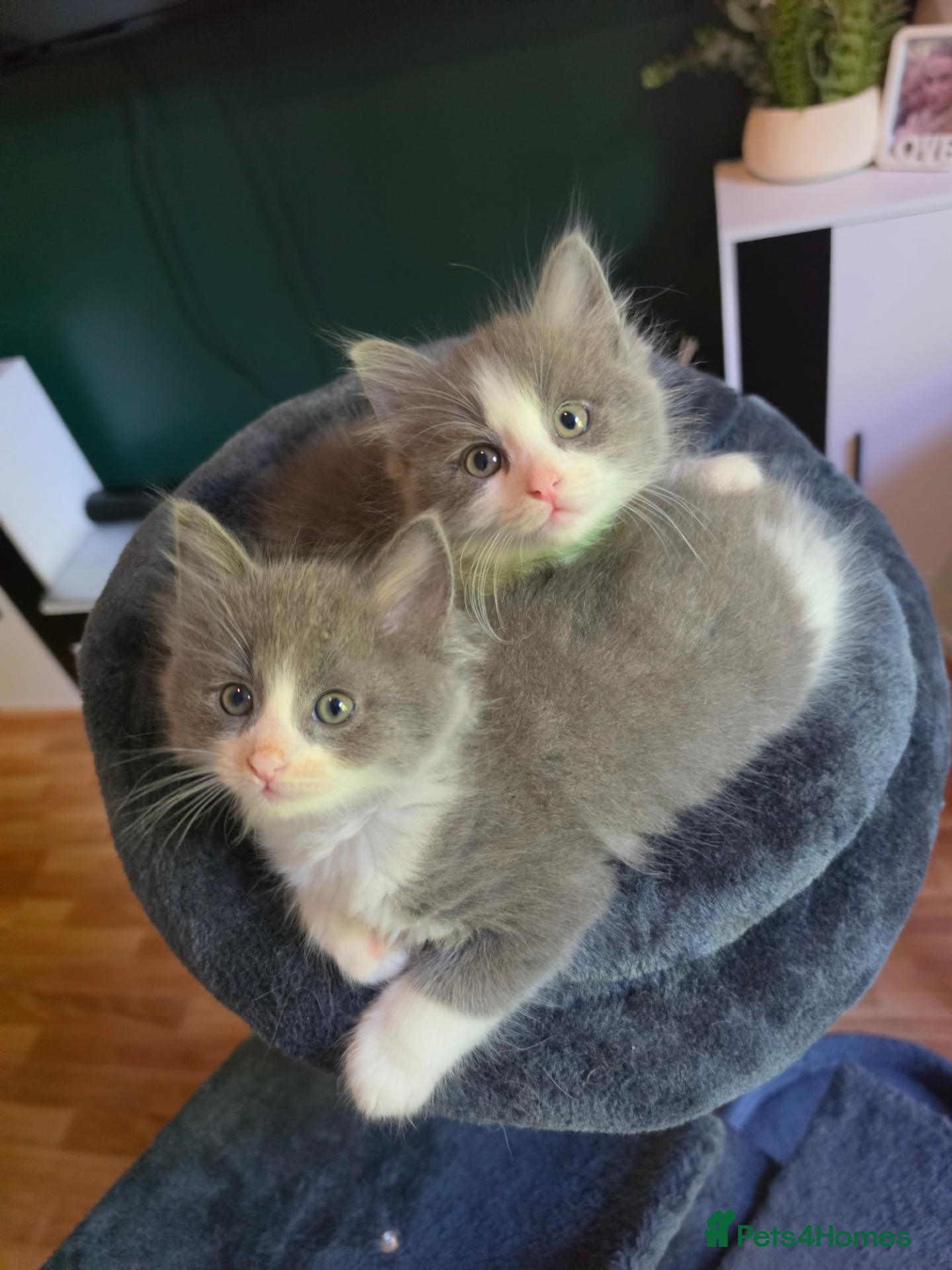 Mixed Breed cats 5 beautiful ragdoll x kittens  - Advert 11