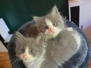 Mixed Breed cats 5 beautiful ragdoll x kittens - Advert 11