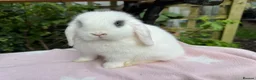 Mini Lop rabbits for sale: Beautiful mini lops for sale and 1 Lionlop  - Advert 1