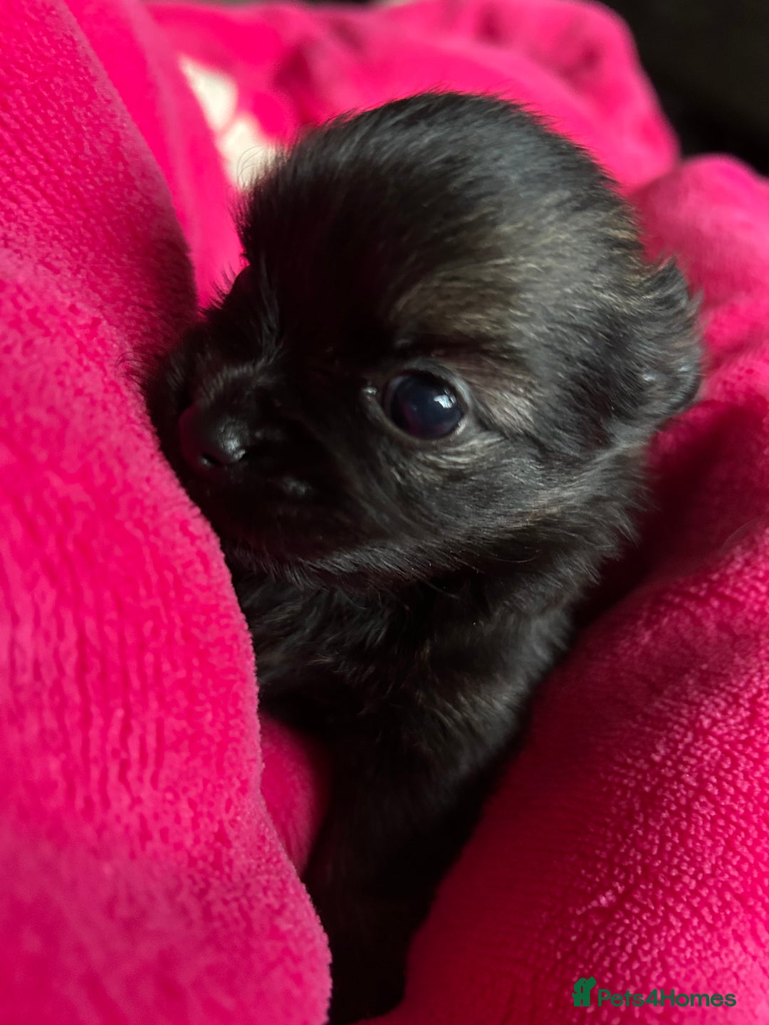 Pomchi dogs for sale: 2 beautiful tiny little Pomchi girls - Image 3