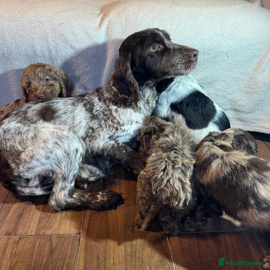 Cockapoo dogs for sale: Cockerpoo puppy - Advert 1