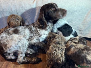 Cockapoo dogs Cockerpoo puppy - Advert 1