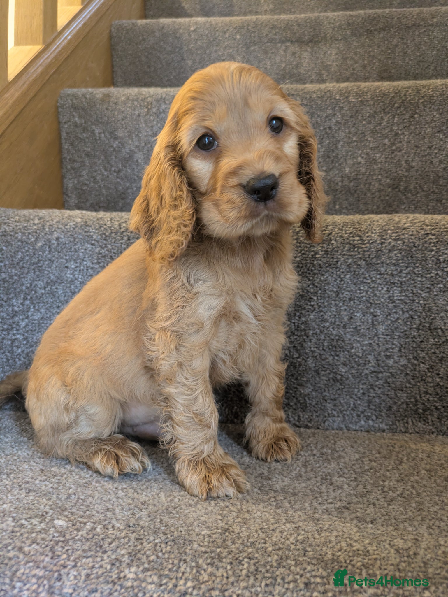 Cocker Spaniel dogs 1 Stunning red boy KC show cocker PRA FN tested  - Advert 1