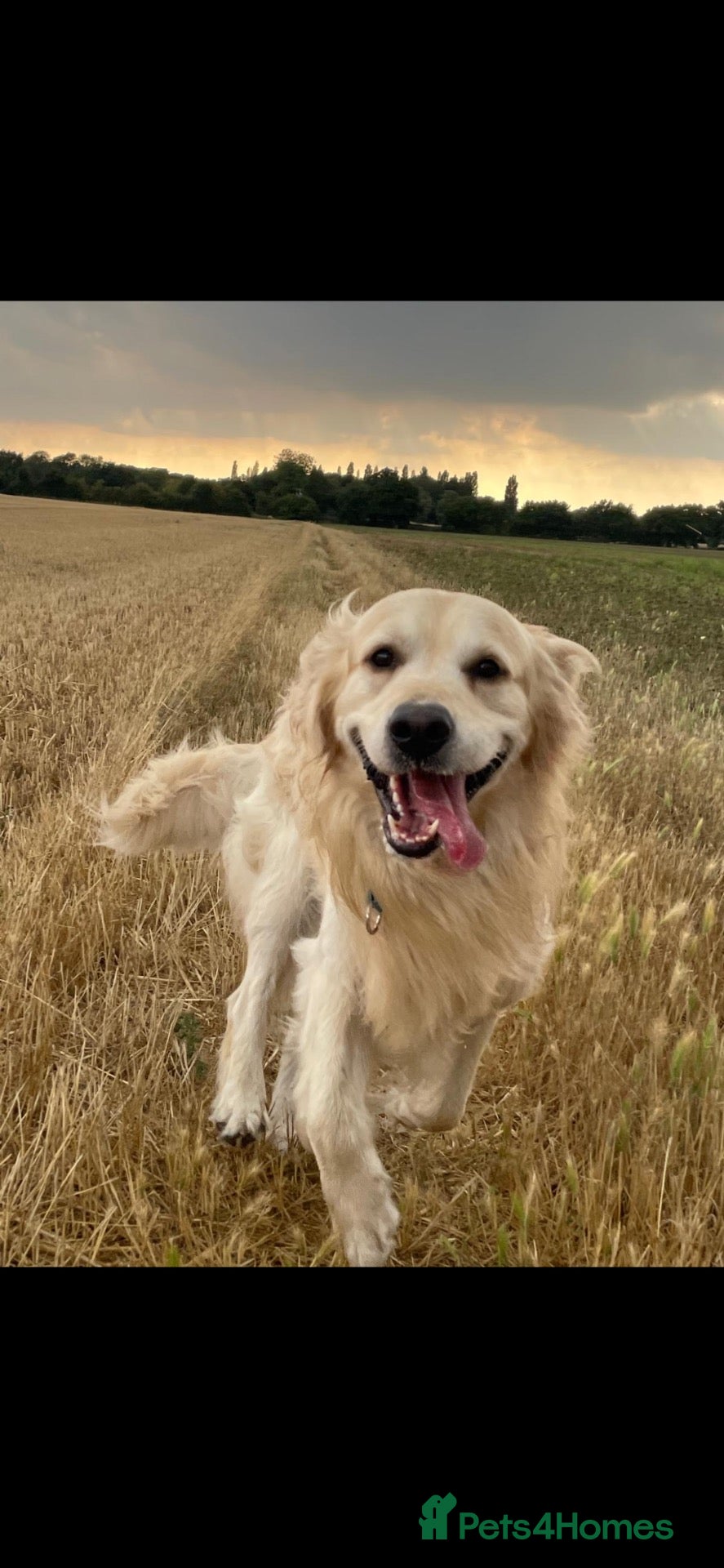 Golden Retriever dogs Golden retriever stud proven  - Advert 2