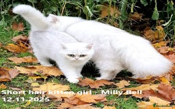 British Shorthair cats for sale: ❤ Pedigree British Short/Long Hair Kittens ❤ - Advert 17