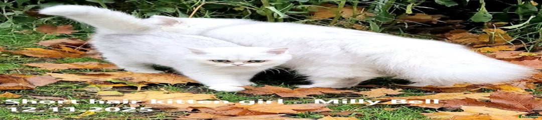 British Shorthair Kitten 1