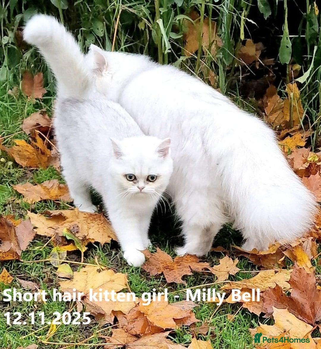 British Shorthair cats for sale: ❤ Pedigree British Short/Long Hair Kittens ❤ - Advert 17