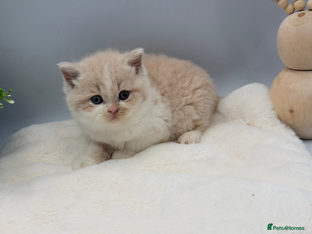British Shorthair cats for sale: PEDIGREE REGISTERED CHUNKY BRITISH SHORTHAIRS  - Image 29