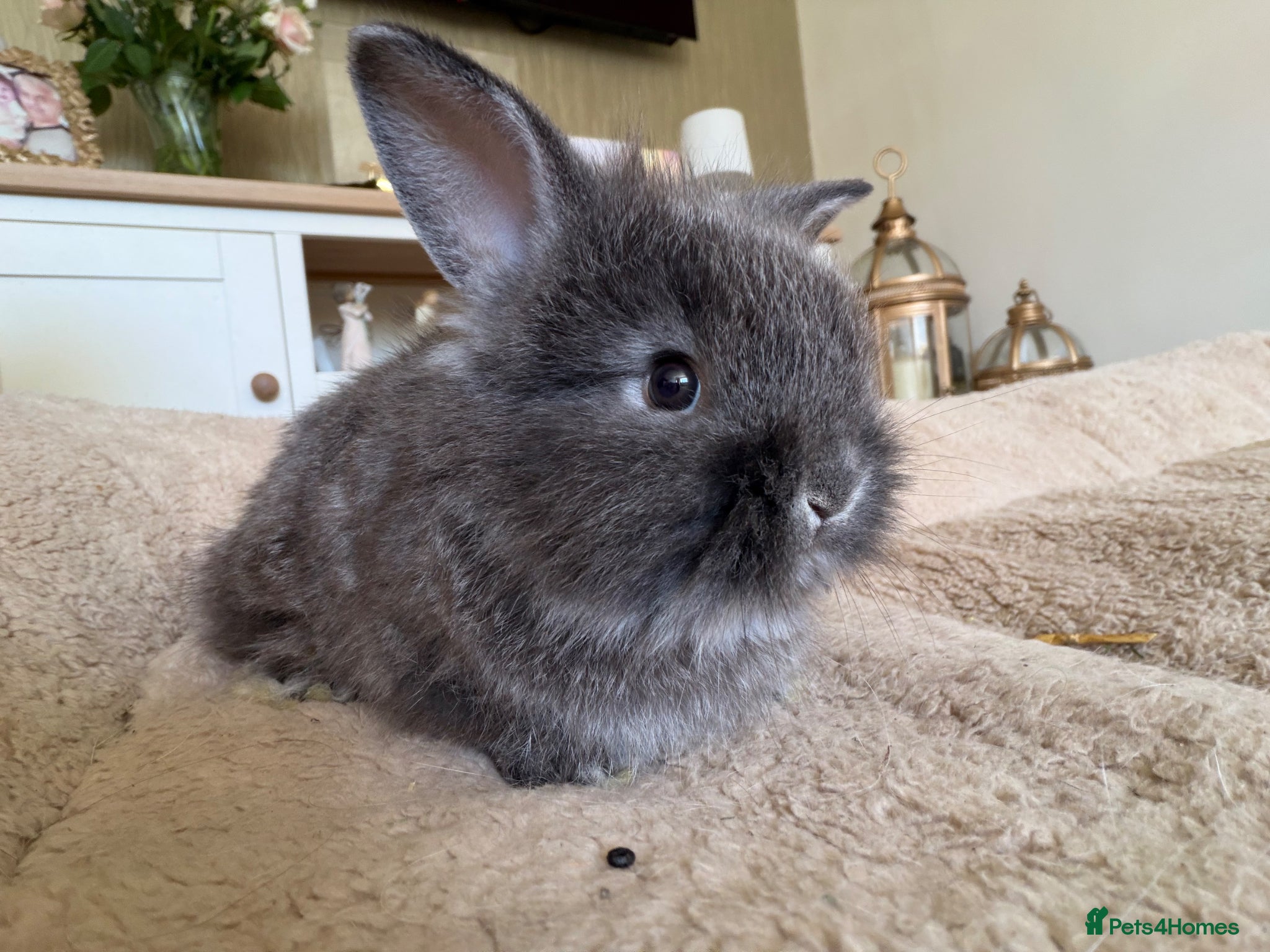 Mixed Breed rabbits Baby lionhead x harlequin lop bunny - Advert 10