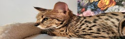 Savannah cats for sale: Stunning F2 Savannah girls - Advert 11