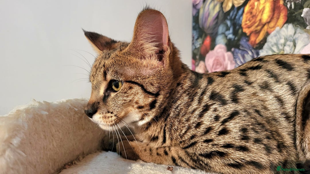 Savannah cats for sale: Stunning F2 Savannah girls - Advert 11